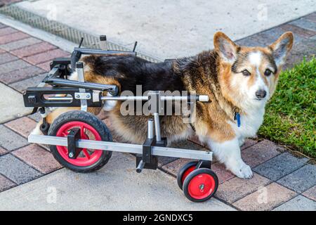 Miami Beach Florida, chien animaux de compagnie corgi myélopathie canine chronique, dégénérative radiculomyélopathie paralysie handicapés besoins spéciaux K 9 Panier Banque D'Images