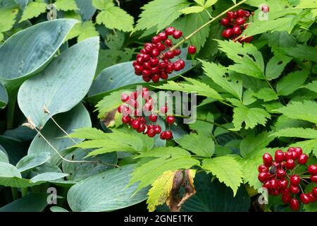 Baneberry rouge dans le jardin Actaea erythrocarpa Banque D'Images