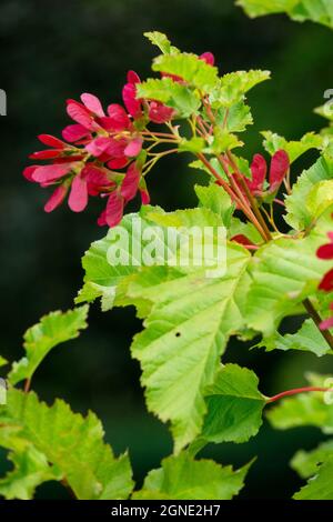 Acer tataricum 'Hot Wings' Maple samaras, Acer tataricum Ginnala Banque D'Images