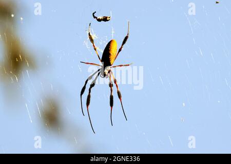 Argiope aurantia Noir et jaune araignée de jardin sur la toile Banque D'Images