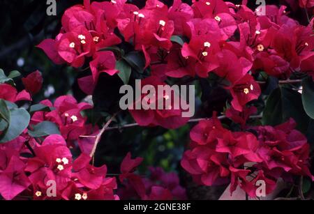 BUGAINVILLEA BUSH ROSE FONCÉ À FLEURS. Banque D'Images