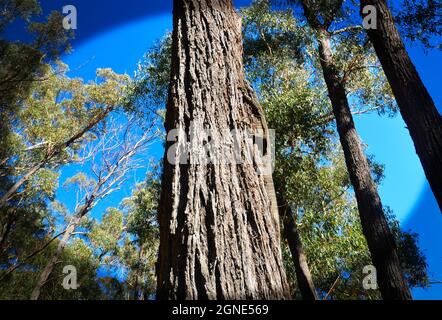 Le Goanna australienne Banque D'Images