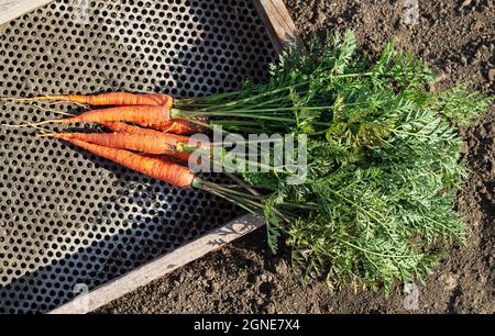 Récoltés des carottes fraîches de terre biologique sur le sol Banque D'Images