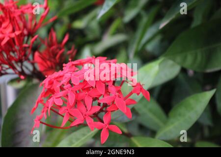 Les plus belles fleurs de Crishnacura au Bangladesh Banque D'Images