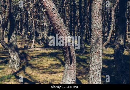 vue rapprochée de l'écorce de pins couverte de lichen dans la forêt de danse sur la broche de curonian Banque D'Images