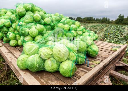 Récolte de chou vert frais par jour nuageux. Récolte de légumes en automne Banque D'Images