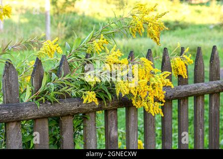 Les fleurs jaunes poussent près de l'ancienne clôture en bois dans la campagne Banque D'Images