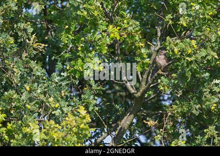 Un coucou commun juvénile (Cuculus canorus) perché dans un arbre. Banque D'Images