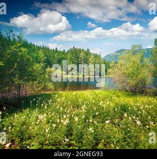 Magnifique matin ensoleillé sur la vallée de la fleur près du village de Gessl. Vue d'été colorée sur le lac Grundlsee, quartier Liezen de Styrie, Autriche, Alpes. Banque D'Images