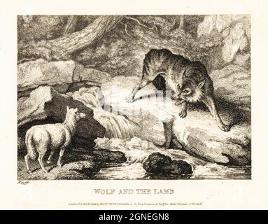 Un loup essayant de justifier le meurtre d'un agneau près d'une rivière. Loup et agneau. Illustration d'une fable par l'auteur grec Aesop. Gravure en coperplate tirée et gravée de la vie par Samuel Howitt de son propre ouvrage A New Work of Animals, principalement conçu à partir des Fables d'Aesop, gay et Phaedrus, Edward Orme, Londres, 1811. Banque D'Images