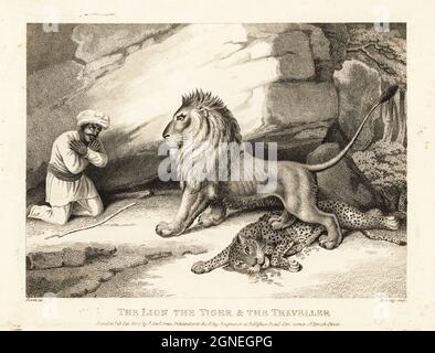 Un voyageur en turban supplie pour sa vie d'un lion. Le lion mâle se trouve sur la carcasse d'un léopard. Le lion, le tigre et le voyageur. Illustration d'une fable par le poète anglais John gay. Gravure en coperplate tirée et gravée de la vie par Samuel Howitt de son propre ouvrage A New Work of Animals, principalement conçu à partir des Fables d'Aesop, gay et Phaedrus, Edward Orme, Londres, 1811. Banque D'Images