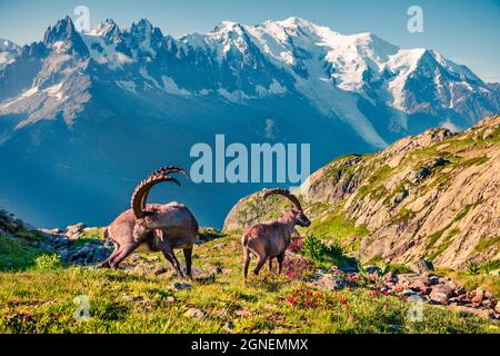 Alpine Ibex (Capra Ibex) sur fond de Mont blanc (Monte Bianco). Matin d'été ensoleillé dans la réserve naturelle du Vallon de Berard, à Chamonix, Banque D'Images