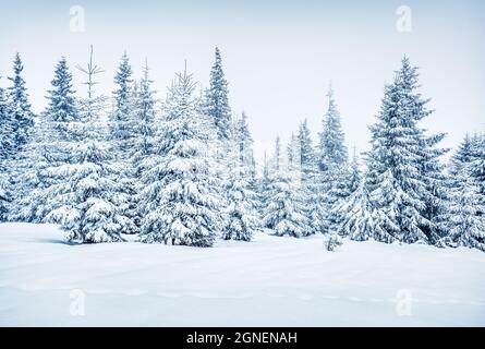 Matin d'hiver lumineux dans une forêt de montagne avec des sapins enneigés. Magnifique scène extérieure, concept de célébration du nouvel an. Poste de style artistique Banque D'Images