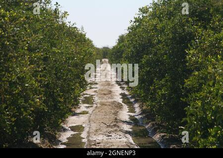 Agriculture irriguée intensive dans les vallées impériales et Coachella, dans le sud de la Californie. Banque D'Images