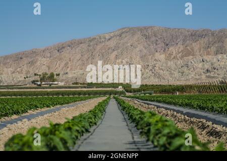 Agriculture irriguée intensive dans les vallées impériales et Coachella, dans le sud de la Californie. Banque D'Images