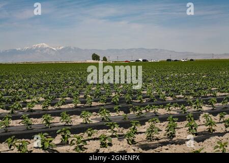 Agriculture irriguée intensive dans les vallées impériales et Coachella, dans le sud de la Californie. Banque D'Images