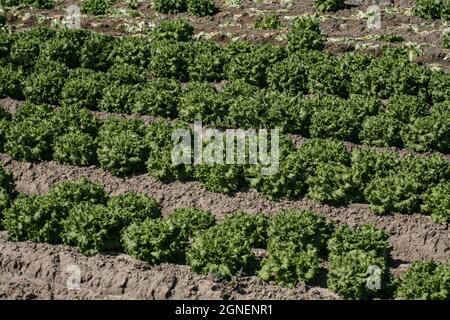 Agriculture irriguée intensive dans les vallées impériales et Coachella, dans le sud de la Californie. Banque D'Images