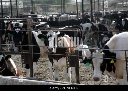 Agriculture irriguée intensive dans les vallées impériales et Coachella, dans le sud de la Californie. Banque D'Images