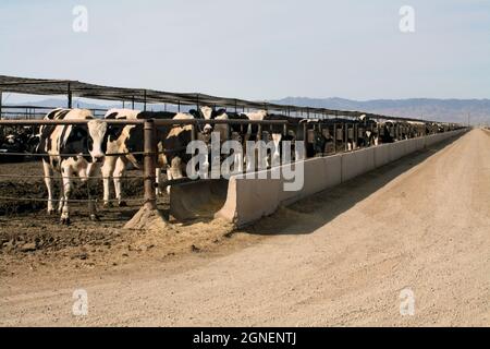 Agriculture irriguée intensive dans les vallées impériales et Coachella, dans le sud de la Californie. Banque D'Images