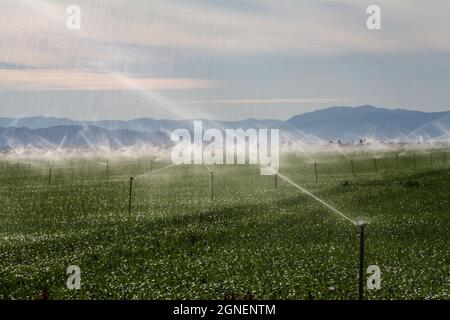 Agriculture irriguée intensive dans les vallées impériales et Coachella, dans le sud de la Californie. Banque D'Images