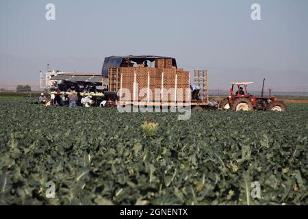 Agriculture irriguée intensive dans les vallées impériales et Coachella, dans le sud de la Californie. Banque D'Images