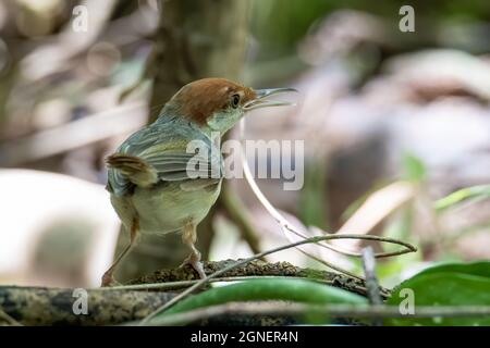 Image de la faune et de la flore de l'oiseau de la talus à queue rousse (Orthotomus sericeus) Banque D'Images