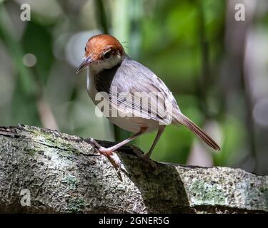 Image de la faune et de la flore de l'oiseau de la talus à queue rousse (Orthotomus sericeus) Banque D'Images