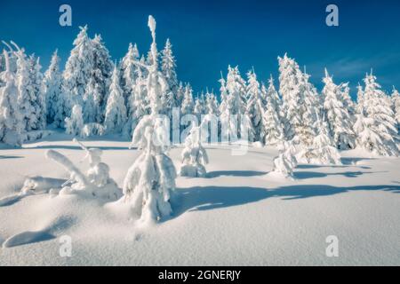 Matin d'hiver glacial dans la forêt de montagne avec des sapins enneigés. Scène extérieure ensoleillée, concept de célébration du nouvel an heureux. La beauté de la nature concep Banque D'Images