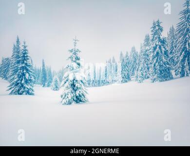 Une merveilleuse scène matinale dans la forêt de montagne. Paysage d'hiver brumeux dans le bois neigeux, concept de célébration du nouvel an heureux. Style rétro filtré. Ou Banque D'Images