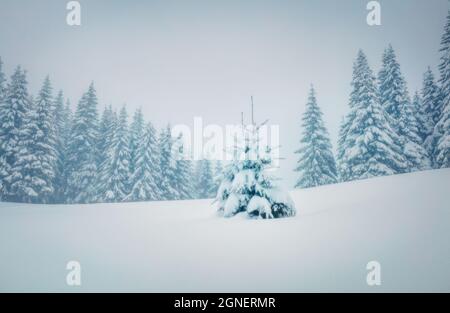 Une fabuleuse scène matinale dans la forêt de montagne. Paysage d'hiver brumeux dans le bois neigeux, concept de célébration du nouvel an heureux. Style rétro filtré. Répar Banque D'Images