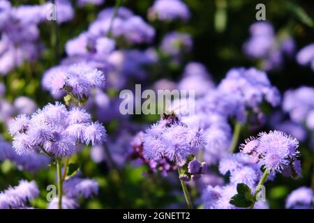 Abeille sur Buddleia Banque D'Images