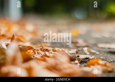 Feuilles mortes de couleur automnale sur la route Banque D'Images
