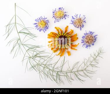 Aster violet séché et fleurs de rudbeckia disposées dans un motif sur un fond blanc. Banque D'Images