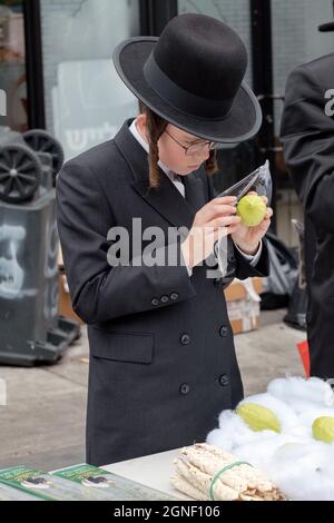 Un jeune garçon juif hassidique avec un long peyus examine un esrog pour des imperfections jours avant le début de Sukkos. À Williamsburg, Brooklyn, New York ci. Banque D'Images