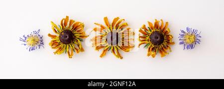 Aster violet séché et fleurs jaunes de rudbeckia disposées en rangée sur un fond blanc. Banque D'Images