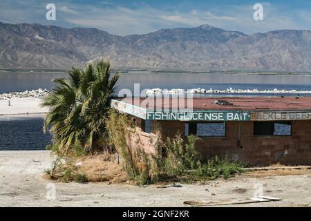 Délapidation et régénération dans les bestiaux sur la rive est de la mer de Salton, en Californie Banque D'Images