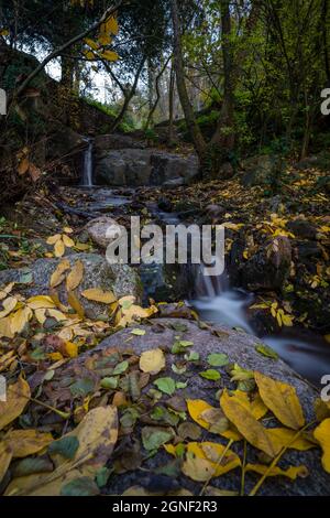 série de cascades en formation rocheuse avec des feuilles d'automne au-dessus avec forêt en arrière-plan dans ruta dels arbres à figaro montseny catalogne espagne Banque D'Images