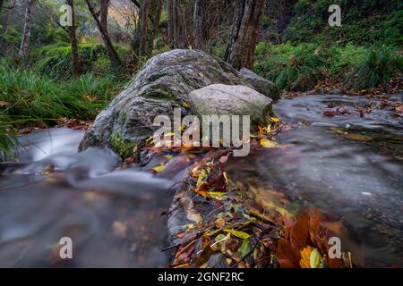 vue latérale grand rocher au milieu de la rivière avec feuilles d'automne fond de forêt dans les canoves et le samalus montseny en catalogne espagne Banque D'Images