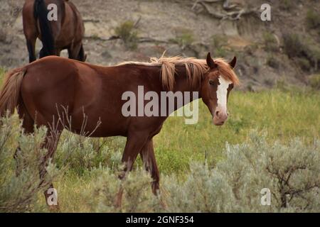 Superbe cheval sauvage avec un long feu blanc sur son visage. Banque D'Images