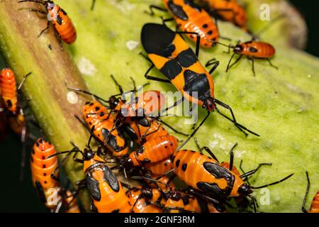 Grandes mugs en tweed (Oncopeltus fasciatus) Banque D'Images