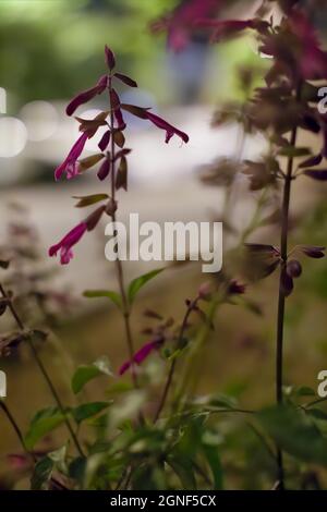 De belles fleurs violettes fleurissent sur un terrain avec un arrière-plan sombre et flou Banque D'Images