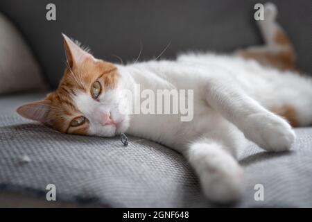 chat brun et blanc avec des yeux jaunes allongé sur un canapé gris Banque D'Images