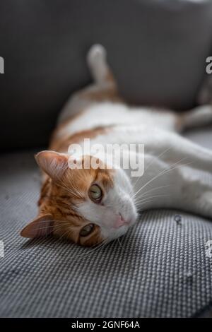 composition verticale. chat brun et blanc avec des yeux jaunes sur un canapé gris Banque D'Images