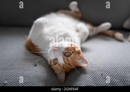 chat brun et blanc avec des yeux jaunes allongé sur un canapé gris Banque D'Images