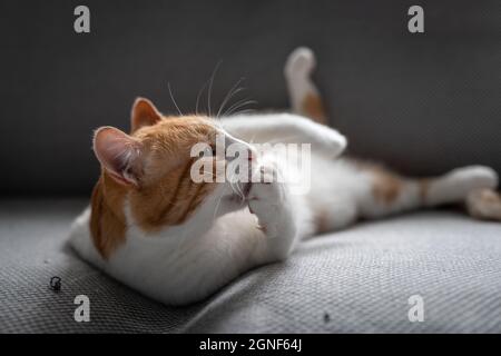 chat brun et blanc allongé sur un canapé gris, léche sa patte Banque D'Images