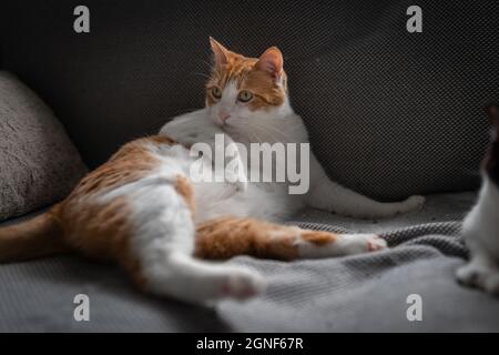 chat brun et blanc avec des yeux jaunes allongé sur un canapé gris avec une posture drôle Banque D'Images