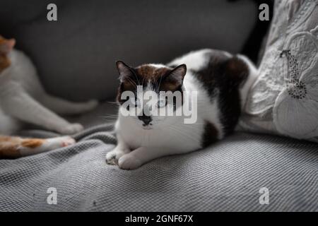 chat noir et blanc avec des yeux bleus sur un canapé gris Banque D'Images