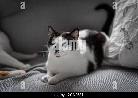 chat noir et blanc avec des yeux bleus sur un canapé gris Banque D'Images