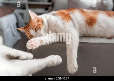 chat brun et blanc avec des yeux jaunes allongé sur un canapé gris Banque D'Images