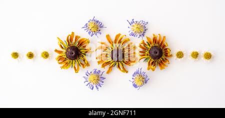 Aster violet séché et fleurs de rudbeckia jaune, pâquerettes et pétales de marigold disposés dans un motif symétrique sur fond blanc. Banque D'Images